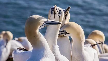 克劳奇：马内和萨拉赫只是同事 他俩用不着当朋友