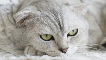 克劳奇：马内和萨拉赫只是同事 他俩用不着当朋友